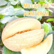 Imagem de Fruta Melão Casca De Carvalho Almeirim Pt
