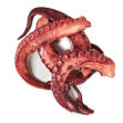 Imagem de Octopus Tentacles Cooked Camarinhas Vacum