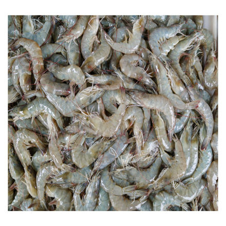 Imagem de Camarao Selvagem Madagascar 80-100 2kg