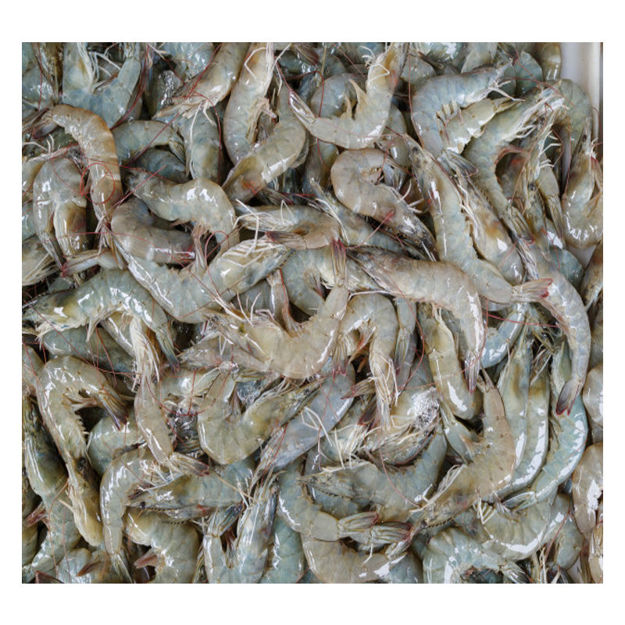 Imagem de Camarao Selvagem Madagascar 80-100 2kg
