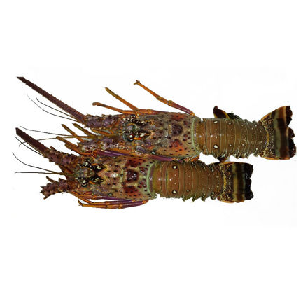 Picture of Raw Wild Lobster Caliber 400-600 Mauritania