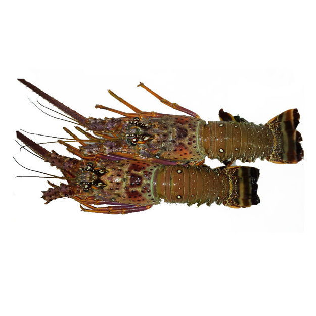 Picture of Raw Wild Lobster Caliber 400-600 Mauritania