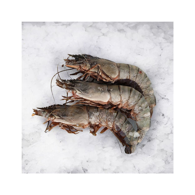 Picture of Wild Shrimp Mozambique Krustamoz Tigre Y1