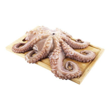 Picture of Octopus 2-3 Natural Flor Gelpeixe