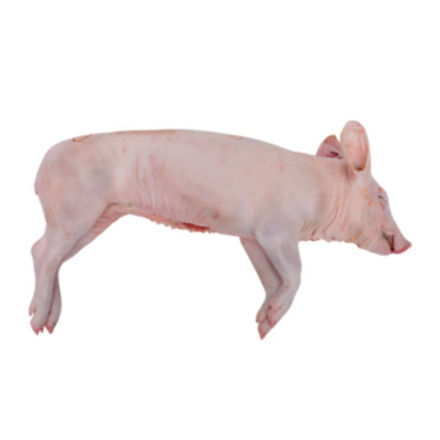 Picture of Mosteiro Dos Leitoes National Whole Raw Suckling Pig 5 to 6 kg