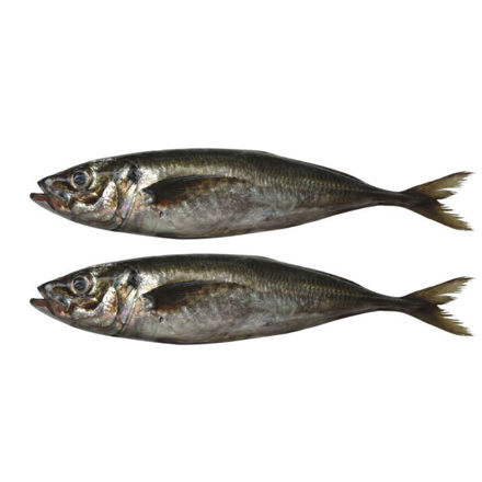 Imagem de Carapau Grande 2/4 (Chicharro) Gelpeixe 2 unidades por saco